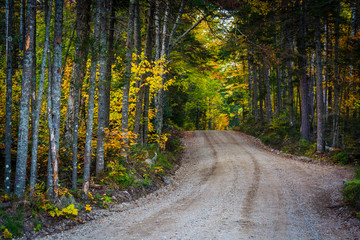 Autumn color along a dirt road in White Mountain National Forest