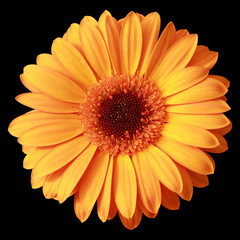 Yellow gerbera flower isolated on  black