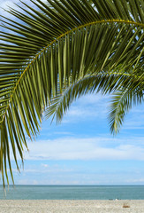 Fototapeta na wymiar Palm branch closeup on sea summer beach