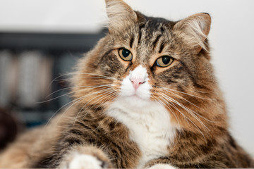 Closeup Portrait Of Maine Coon cat