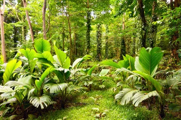 Peel and stick wall murals Lime green Tropical rain forest in Mahe Island, Seychelles