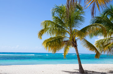 Fototapeta na wymiar Palmen am Strand von Isla Saona.