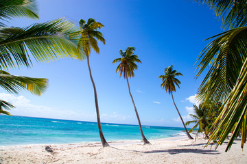 Plakat Palmen am Strand von Isla Saona.