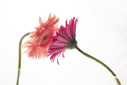 Flower kiss