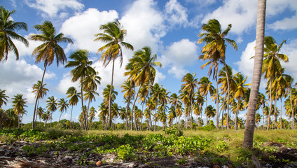Fototapeta premium Palmen am Strand von Isla Saona.