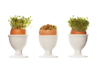 growing cress
