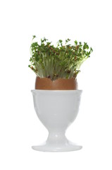 growing cress