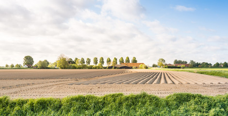 Fototapeta premium Field just after planting of the potatoes