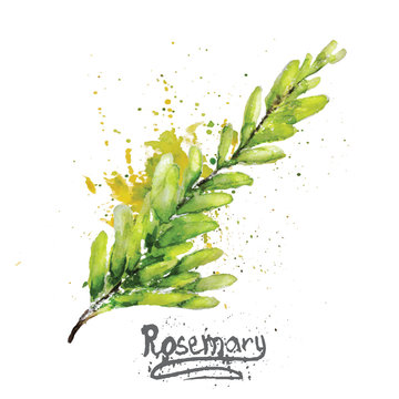 Vector watercolor rosemary green branch with natural leaves