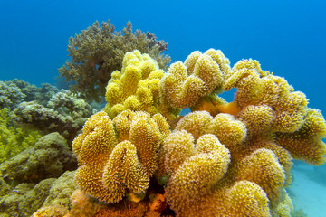 coral reef with great yellow soft coral in tropical  sea