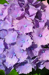 Purple hydrangea flowers