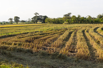 rice paddy field