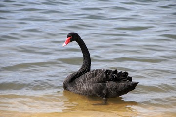 Schwarzer Schwan in Perth - Australien