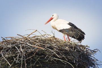 stork in nest