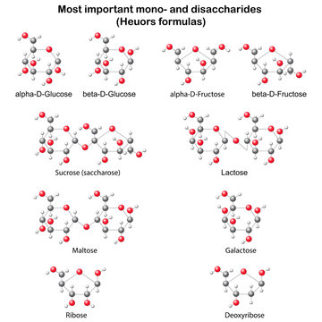 Chemical structural models of main mono- and disaccharides