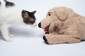 Kitten playing with peluche