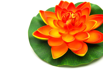 Lotus flower model