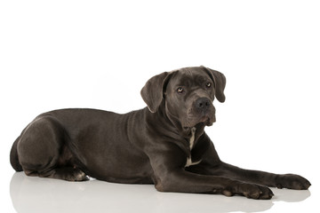 Cane Corso