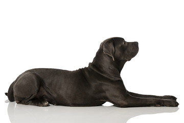 Cane Corso