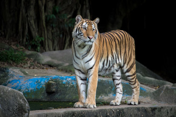 Fototapeta premium The tiger standing on the rock and looking over to something