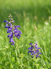 Wiesensalbei