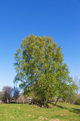 Fototapeta na wymiar Birch tree