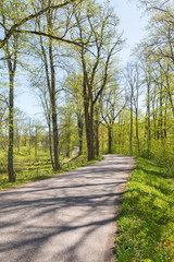 Winding road in spring forest