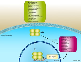 Function of p53 oncogene