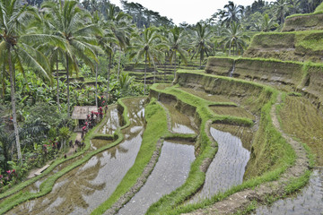 Fototapeta na wymiar Tegalalang: risaie a terrazza 