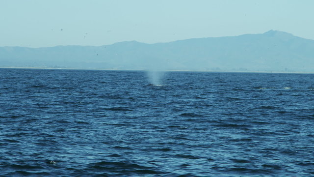 Blowholes  ocean surface Humpback aquatic whale Pacific Ocean, California, USA