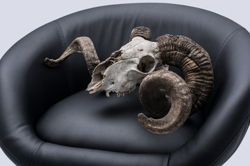Ram skull in an armchair