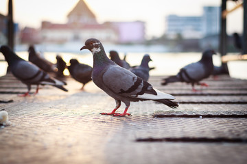 Pigeon perch on boat pier