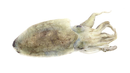 Fototapeta premium Freshly squid isolated on white background