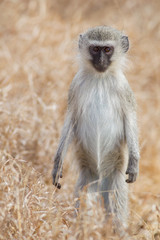 Vervet monkey (Chlorocebus pygerythrus)