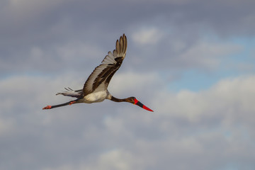 Saddle-billed stork