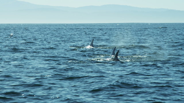 Group ocean Humpback Whales mammal swimming, Pacific, California, USA