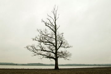 Lonely tree in the winter