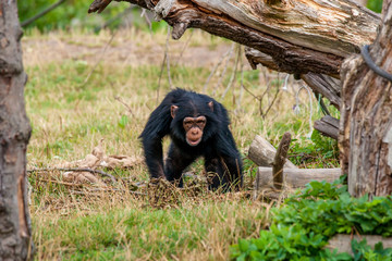 Obraz premium Chimp youngster in nature
