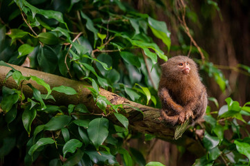 Pygmy Marmoset ape in the jungle