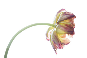 aufgeblühte tulpe