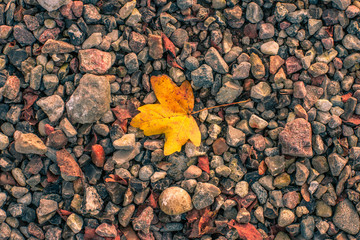 Autumn leaf on pebbles