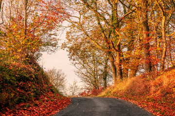 Obraz premium Road in autumn landscape