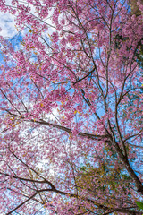 cerasoides tree. Chiangmai Thailand
