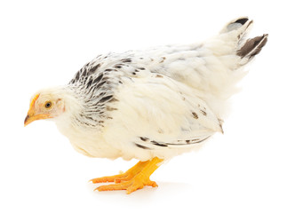 white hen