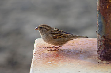 European sparrow or passer domesticus