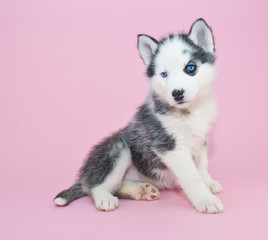 Husky Puppy
