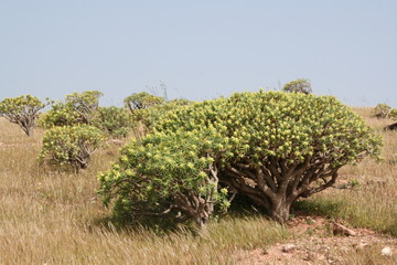 Tabaiba Wolfsmilch Euphorbia berthelotii - Las Pilas La Gomera