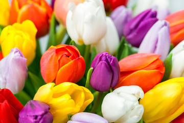 Kolorowe tulipany - obrazy, fototapety, plakaty