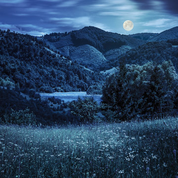 pine trees near meadow in mountains at night