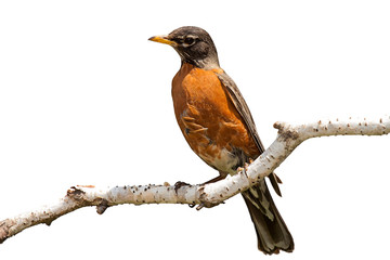 Robin on Birch Branch